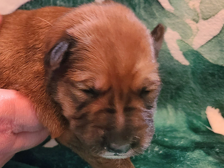 chinook puppy